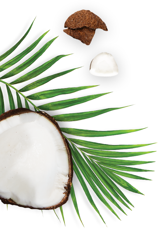 Coconut and Palm Leaf